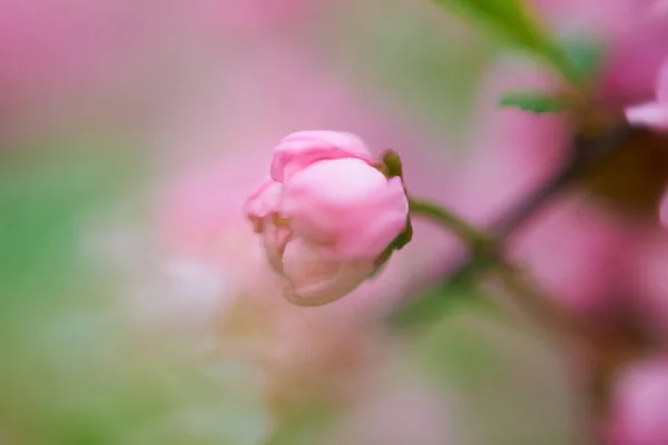 Vackra Blomma Kronblad Makro — Stockfoto