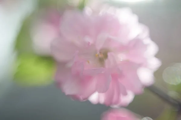 Mooie Bloemblaadjes Macro Uitzicht — Stockfoto