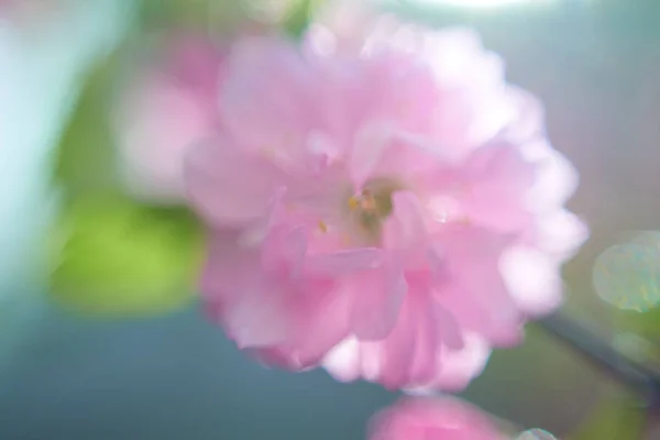 Bela Pétalas Flores Vista Macro — Fotografia de Stock