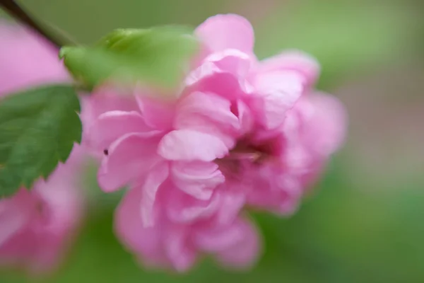 Krásný Okvětní Lístky Květiny Makro Pohled — Stock fotografie