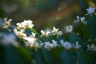 Bahçedeki beyaz kiraz ağacı