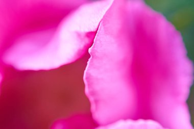 güzel çiçek yaprakları makro manzara 