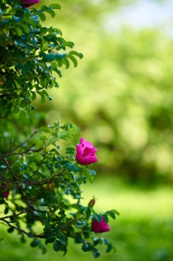 Bahçedeki yeşil üzümler.