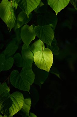 Güneşin dalında yeşil yapraklar