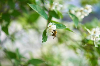 elma çiçeğinin makro görünümü