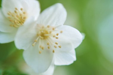 elma çiçeğinin makro görünümü