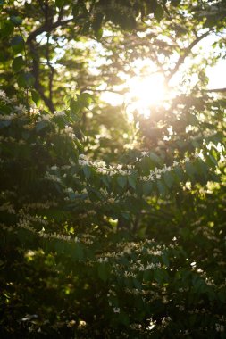 elma çiçeğinin makro görünümü