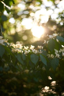 elma çiçeğinin makro görünümü