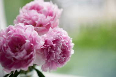 Vazodaki güzel şakayıklar masada.