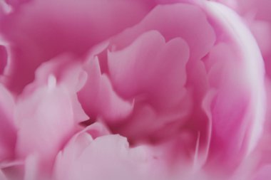 güzel çiçek yaprakları makro manzara 