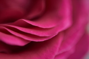 güzel çiçek yaprakları makro manzara 