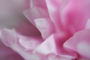 güzel çiçek yaprakları makro manzara 