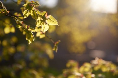 Dallara yakın görüntüde yeşil yapraklar