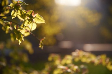 Dallara yakın görüntüde yeşil yapraklar