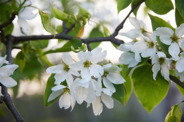 elma çiçeğinin makro görünümü