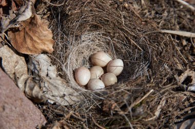 Yuva görüntüsünde yumurtalar