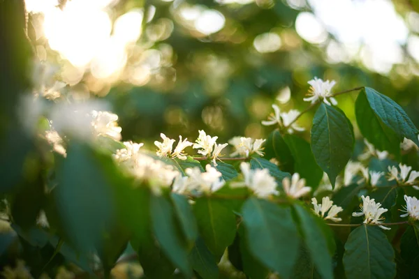 花园里的白色樱桃树 — 图库照片