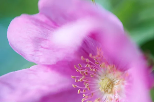 Bela Pétalas Flores Vista Macro — Fotografia de Stock