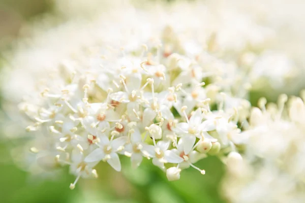 White Cherry Tree Garden — ストック写真