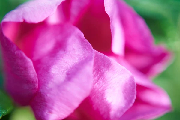 Bela Pétalas Flores Vista Macro — Fotografia de Stock