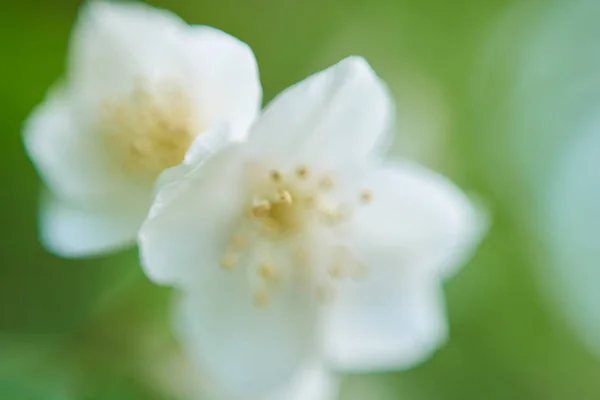 Macro Vista Flor Maçã — Fotografia de Stock