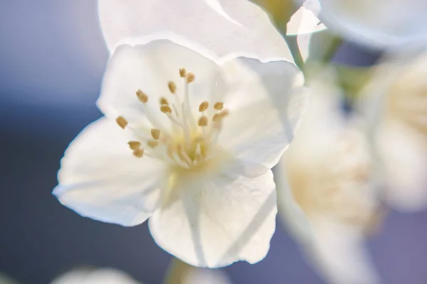 Macro Vista Flor Maçã — Fotografia de Stock