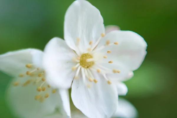 Macro Vista Flor Manzana — Foto de Stock