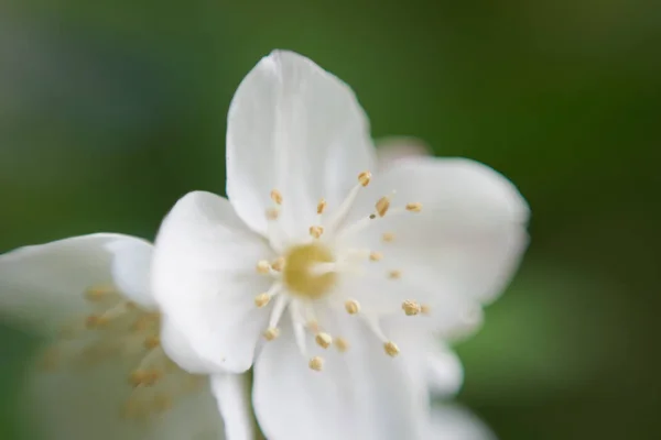 Elma Çiçeğinin Makro Görünümü — Stok fotoğraf