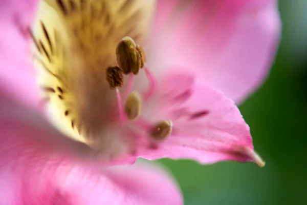 Hermosa Flor Pétalos Macro Vista —  Fotos de Stock