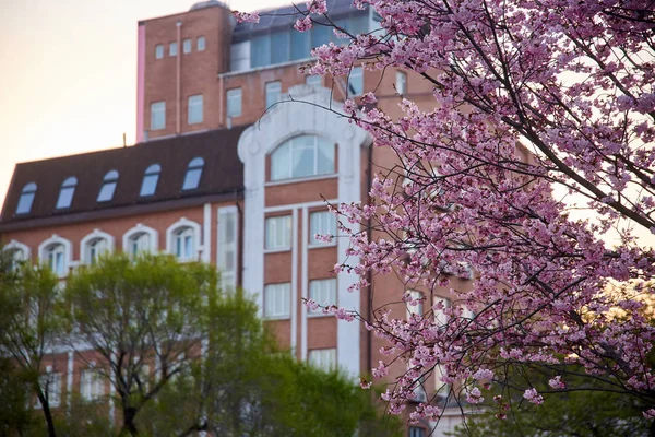 Alte Straße Zentrum Der Stadt — Stockfoto