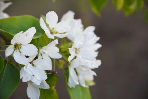 Makroaufnahme Der Apfelblüte — Stockfoto