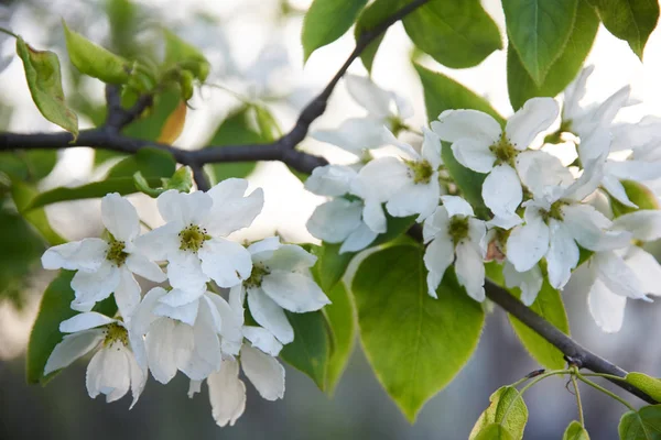 Makroaufnahme Der Apfelblüte — Stockfoto