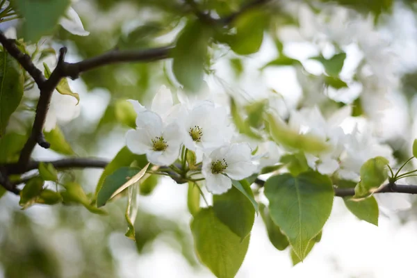 Makroaufnahme Der Apfelblüte — Stockfoto