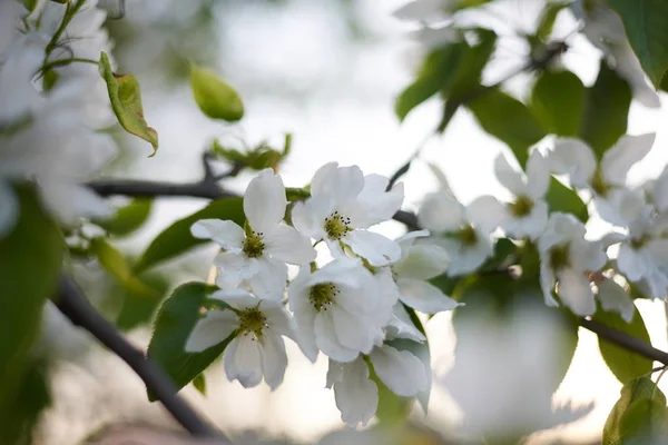 Makroaufnahme Der Apfelblüte — Stockfoto