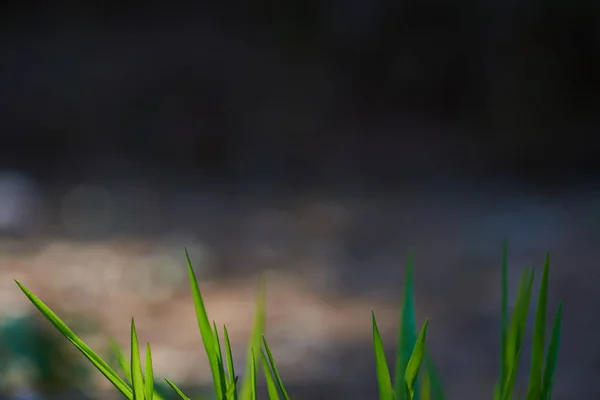 Groen Gras Close Uitzicht — Stockfoto