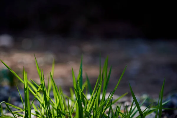 Grönt Gräs Närbild — Stockfoto