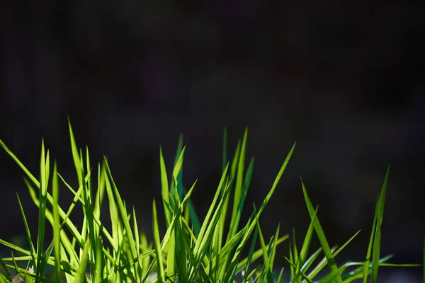 Groen Gras Close Uitzicht — Stockfoto