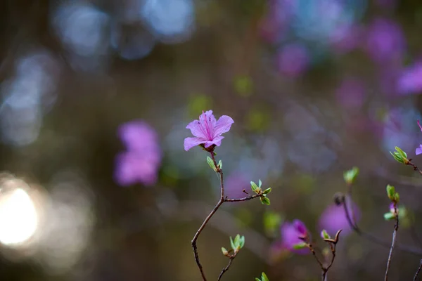 Frühlingsblume Wald Aus Nächster Nähe — Stockfoto