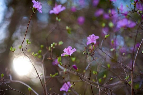 Frühlingsblume Wald Aus Nächster Nähe — Stockfoto