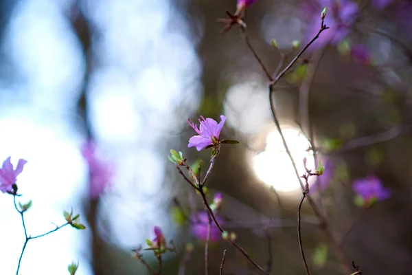 森林中的春花近景 — 图库照片