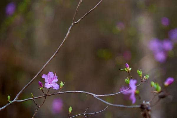 Frühlingsblume Wald Aus Nächster Nähe — Stockfoto