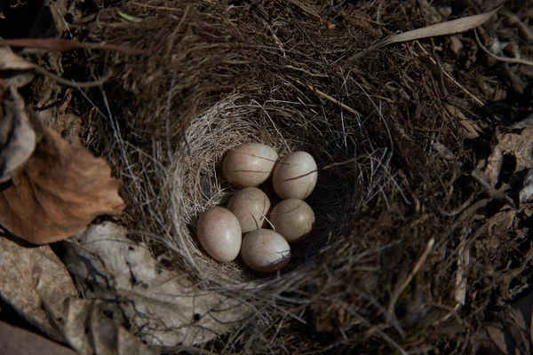 eggs in the nest close-up view
