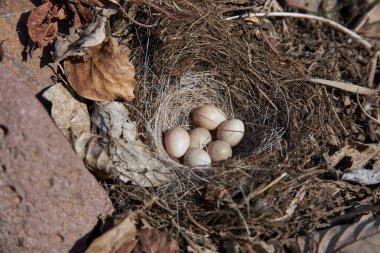 Yuva görüntüsünde yumurtalar