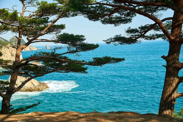 Meerblick Durch Die Äste Der Bäume — Stockfoto