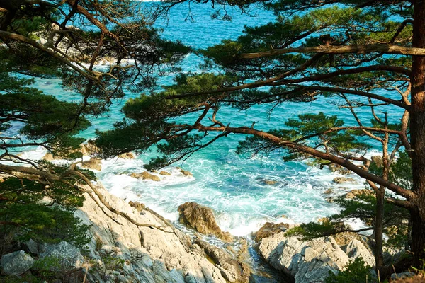 Ağaçların Dalları Arasından Deniz Manzarası — Stok fotoğraf