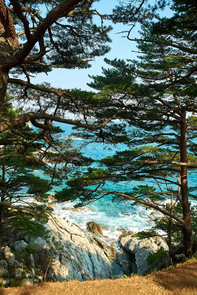 透过树枝的海景 — 图库照片