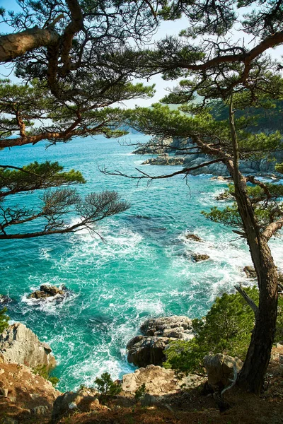 Meerblick Durch Die Äste Der Bäume — Stockfoto