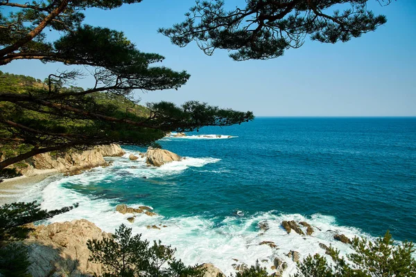 Vue Sur Mer Travers Les Branches Des Arbres — Photo