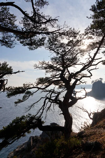 美しい海と木の風景 — ストック写真