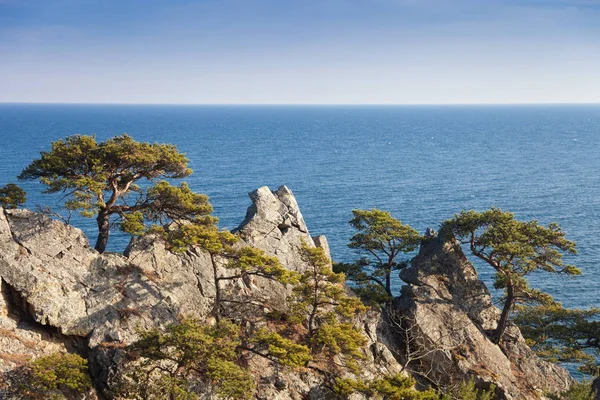 Beautiful Landscape Sea Trees — Stock Photo, Image